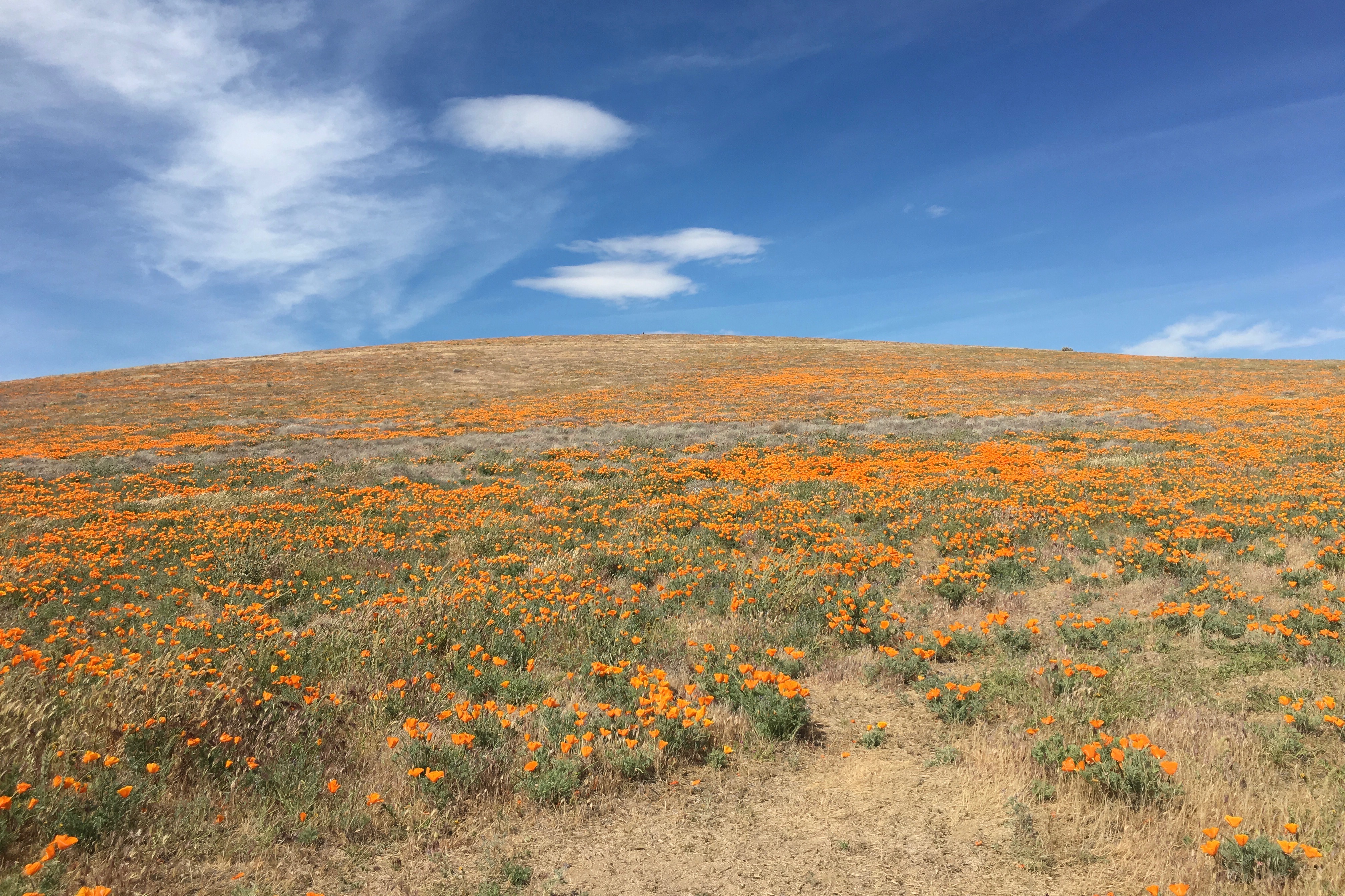 california-super-bloom